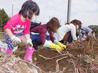 芋掘り